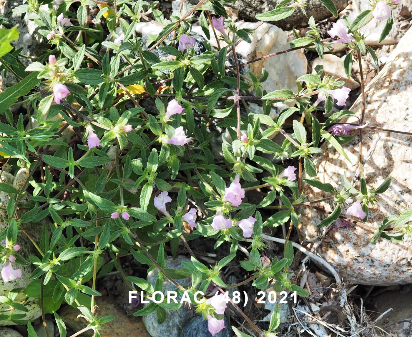 Hemp-Nettle, Broad-leaved plant